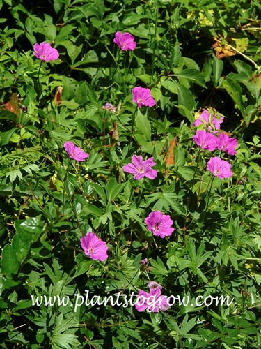 Geranium Tiny Monster (Geranium sanguineum)
(July 15)